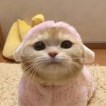 María José Valdés avatar